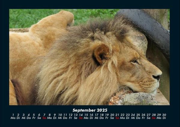 Produktbild: Tiere in der Wildnis 2025 Fotokalender DIN A4