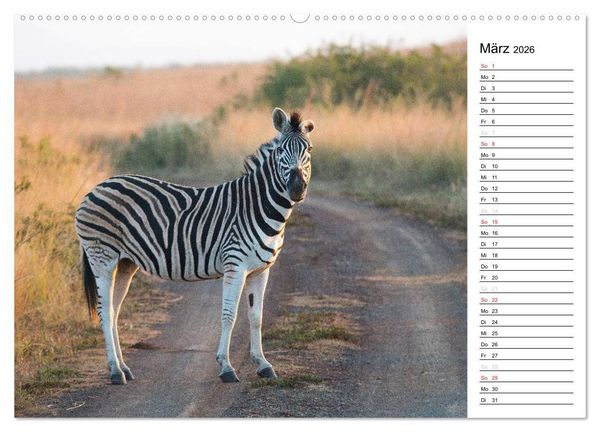 Produktbild: S&uuml;dafrika - Big 5 und mehr (hochwertiger Premium Wandkalender 2026 DIN A2 quer), Kunstdruck in Hochglanz