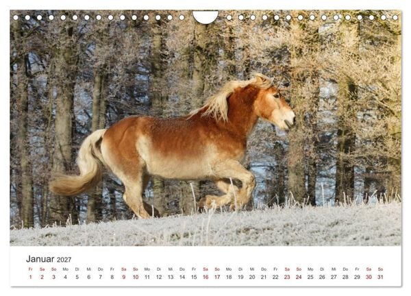 Produktbild: Haflinger - blonde Sch&ouml;nheiten (Wandkalender 2027 DIN A4 quer), CALVENDO Monatskalender