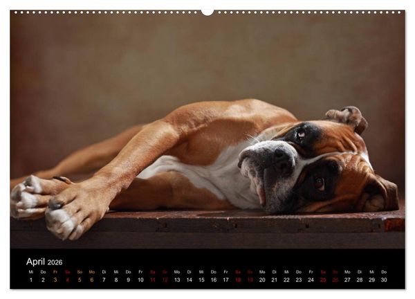 Produktbild: Liebenswerte Boxer (Wandkalender 2026 DIN A2 quer), CALVENDO Monatskalender