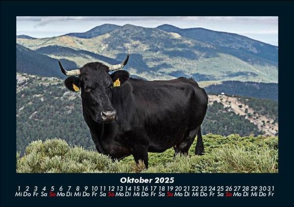 Produktbild: Kuhkalender 2025 Fotokalender DIN A5