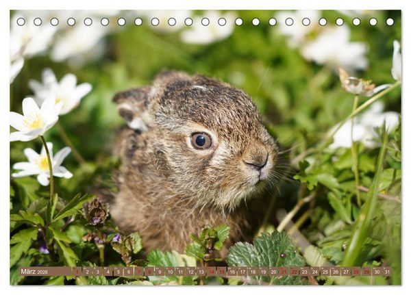 Produktbild: Feldhasen unterwegs in Wald und Flur (Tischkalender 2026 DIN A5 quer), CALVENDO Monatskalender