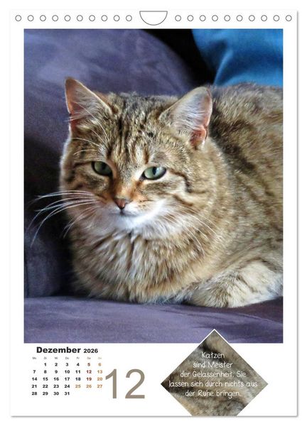 Produktbild: Wilde T&auml;tzchen, sanfte Pf&ouml;tchen (Wandkalender 2026 DIN A4 hoch), CALVENDO Monatskalender