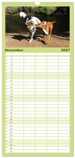 Produktbild: Familienplaner 2027 - Rhodesian Ridgeback - Jung, wild, zuckers&uuml;&szlig; mit 5 Spalten (Wandkalender, 21 x 45 cm) CALVENDO
