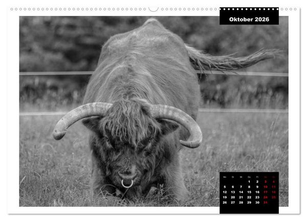 Produktbild: Faszination Schottisches Hochlandrind (hochwertiger Premium Wandkalender 2026 DIN A2 quer), Kunstdruck in Hochglanz