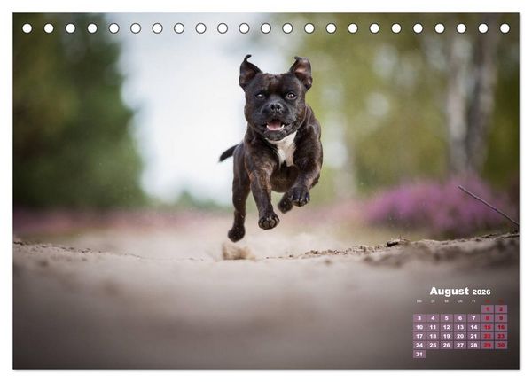 Produktbild: Listenhunde - mehr als nur eine Kategorie (Tischkalender 2026 DIN A5 quer), CALVENDO Monatskalender