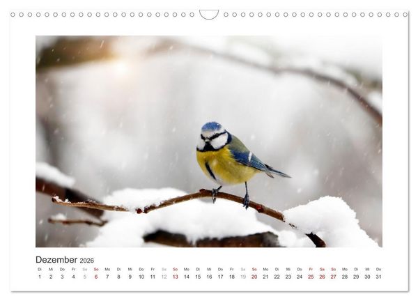 Produktbild: Gefiederte Garteng&auml;ste, Blaumeisen (Wandkalender 2026 DIN A3 quer), CALVENDO Monatskalender