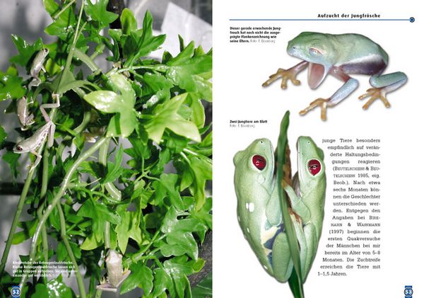 Produktbild: Der Rotaugenlaubfrosch