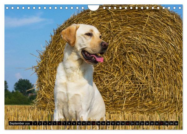 Produktbild: Labrador Retriever - ein Herz auf 4 Pfoten (Wandkalender 2026 DIN A4 quer), CALVENDO Monatskalender