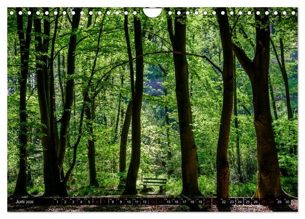 Produktbild: Wege des einfachen Gl&uuml;cks - Spazierg&auml;nge im Wald (Wandkalender 2026 DIN A4 quer), CALVENDO Monatskalender