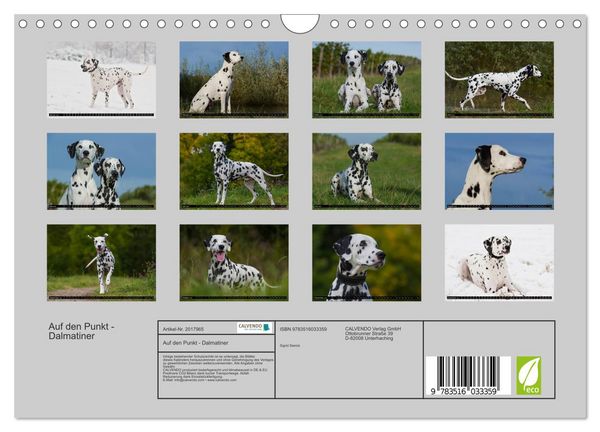 Produktbild: Auf den Punkt - Dalmatiner (Wandkalender 2026 DIN A4 quer), CALVENDO Monatskalender