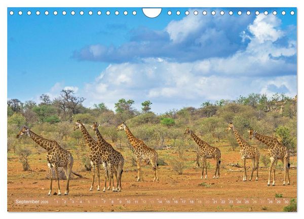 Produktbild: Giraffen: Die afrikanischen Riesen mit Weitblick (Wandkalender 2026 DIN A4 quer), CALVENDO Monatskalender