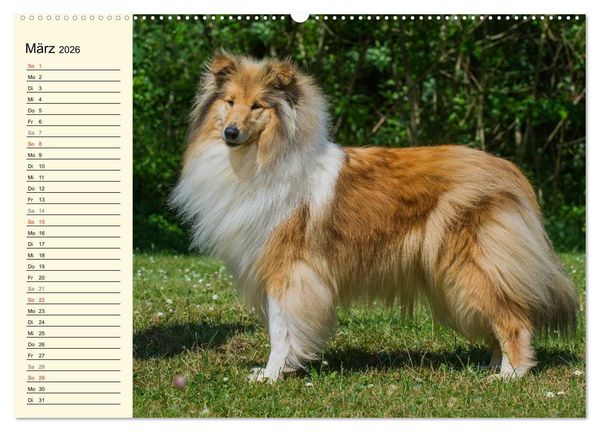 Produktbild: Collie - Mein bester Freund (hochwertiger Premium Wandkalender 2026 DIN A2 quer), Kunstdruck in Hochglanz