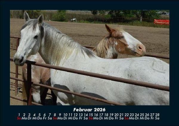 Produktbild: Pferdegefl&uuml;ster 2026 Fotokalender DIN A5