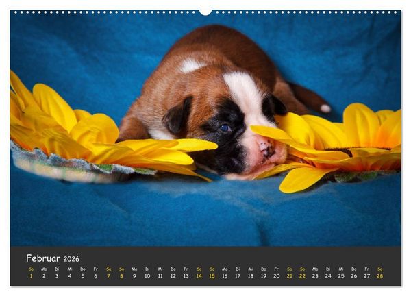 Produktbild: Wenn ich gro&szlig; bin werd' ich Boxer (hochwertiger Premium Wandkalender 2026 DIN A2 quer), Kunstdruck in Hochglanz