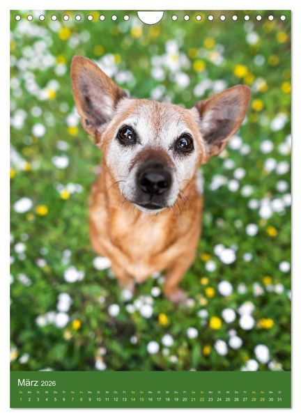 Produktbild: Hundeportraits - Monatskalender (Wandkalender 2026 DIN A4 hoch), CALVENDO Monatskalender