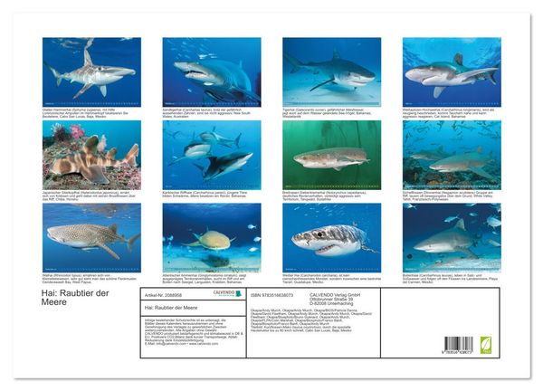 Produktbild: Hai: Raubtier der Meere (Wandkalender 2026 DIN A2 quer), CALVENDO Monatskalender