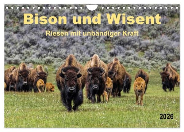 Produktbild: Bison und Wisent - Riesen mit unb&auml;ndiger Kraft (Wandkalender 2026 DIN A4 quer), CALVENDO Monatskalender