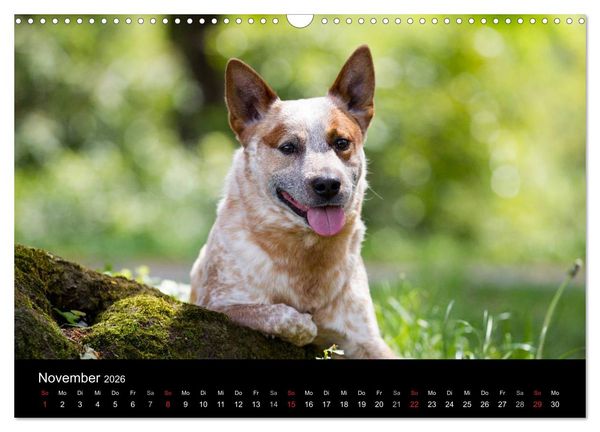 Produktbild: Australian Cattle Dogs zwischen Kunst und Kultur (Wandkalender 2026 DIN A3 quer), CALVENDO Monatskalender