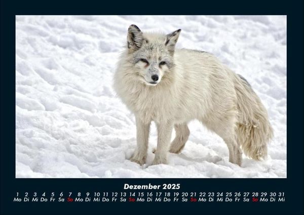 Produktbild: Waldbewohner 2025 Fotokalender DIN A4
