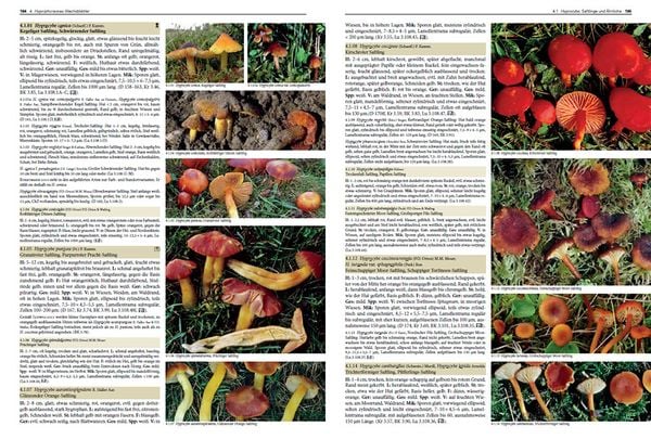 Produktbild: Pilze Mitteleuropas