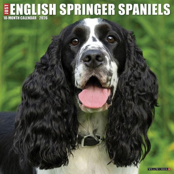 Produktbild: English Springer Spaniels 2026 Wall Calendar