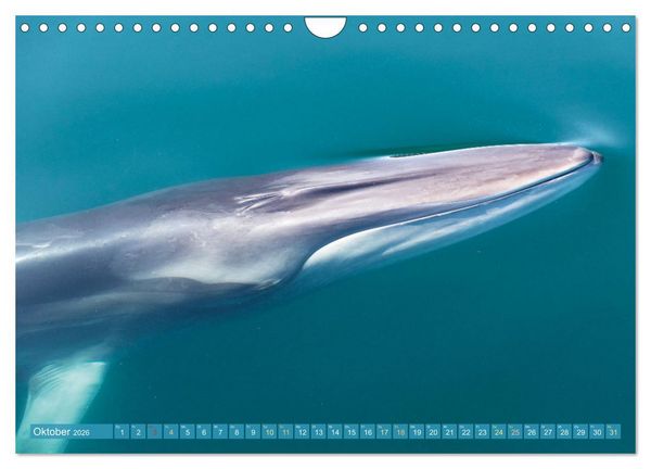 Produktbild: Wale: Giganten der Meere (Wandkalender 2026 DIN A4 quer), CALVENDO Monatskalender