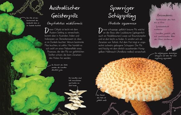 Produktbild: Wundervolle Welt &ndash; Kleine Sch&auml;tze. Pilze