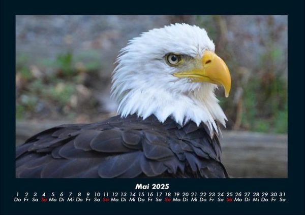 Produktbild: Adler 2025 Fotokalender DIN A4