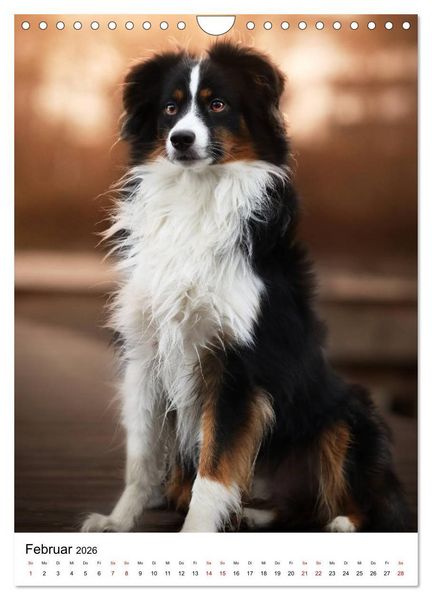 Produktbild: Australian Shepherd - Beste Freunde (Wandkalender 2026 DIN A4 hoch), CALVENDO Monatskalender