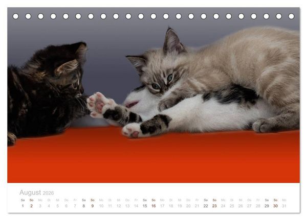 Produktbild: Katzenbabys beobachtet (Tischkalender 2026 DIN A5 quer), CALVENDO Monatskalender