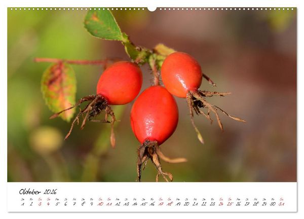 Produktbild: Sch&ouml;nheiten in freier Natur (hochwertiger Premium Wandkalender 2026 DIN A2 quer), Kunstdruck in Hochglanz