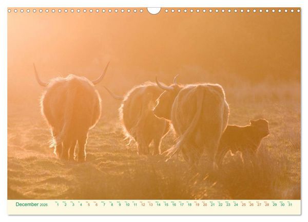 Produktbild: The Hairy Cow Calendar (Wall Calendar 2026 DIN A3 landscape), CALVENDO 12 Month Wall Calendar