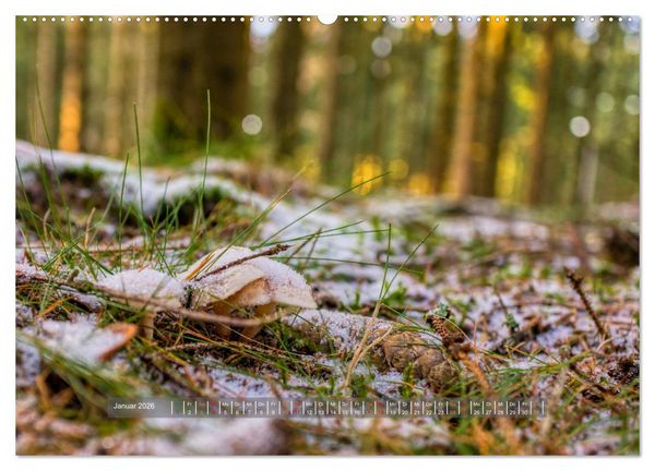 Produktbild: Vielfalt am Waldboden (Wandkalender 2026 DIN A2 quer), CALVENDO Monatskalender