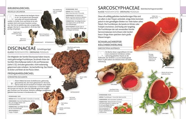 Produktbild: Pilze