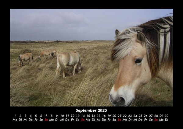Produktbild: Die Welt der Pferde 2025 Fotokalender DIN A3
