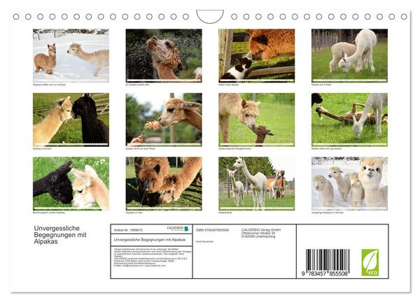 Produktbild: Unvergessliche Begegnungen mit Alpakas (Wandkalender 2026 DIN A4 quer), CALVENDO Monatskalender
