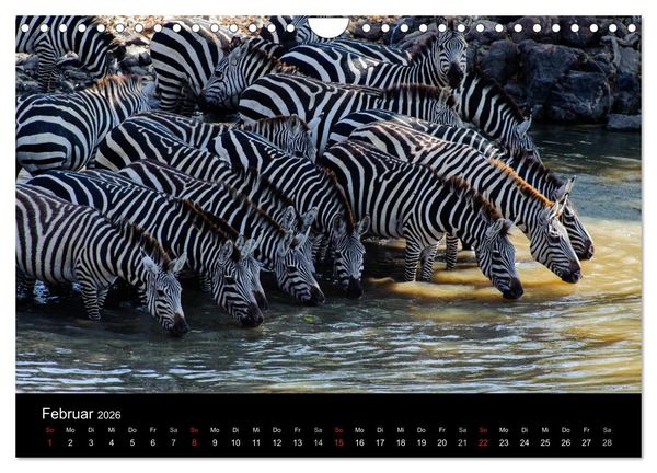 Produktbild: Zebras - Faszination der Streifen (Wandkalender 2026 DIN A4 quer), CALVENDO Monatskalender