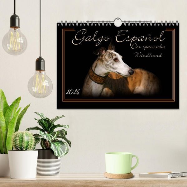 Produktbild: Galgo Espa&ntilde;ol 2026- Der spanische Windhund (Wandkalender 2026 DIN A4 quer), CALVENDO Monatskalender