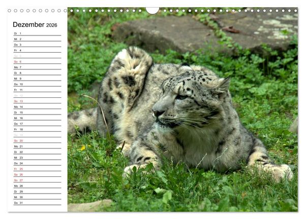 Produktbild: Der Schneeleopard (Wandkalender 2026 DIN A3 quer), CALVENDO Monatskalender