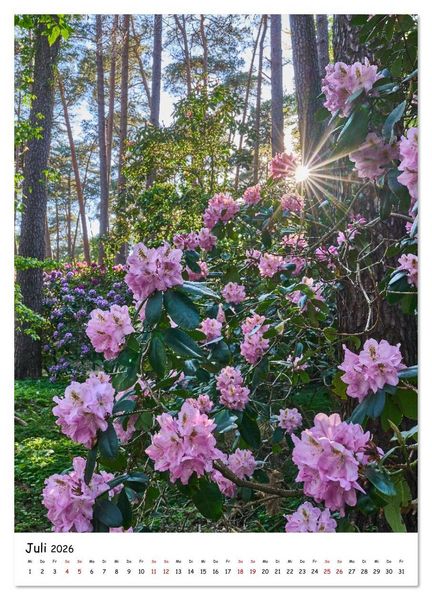 Produktbild: Zauberhafte Rhododendren (Wandkalender 2026 DIN A3 hoch), CALVENDO Monatskalender