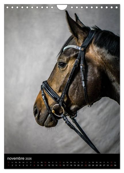 Produktbild: Chevaux en Portraits (Calendrier mural 2026 DIN A4 horizontal), CALVENDO calendrier mensuel