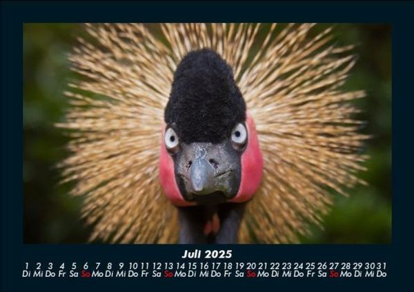 Produktbild: V&ouml;gel 2025 Fotokalender DIN A5