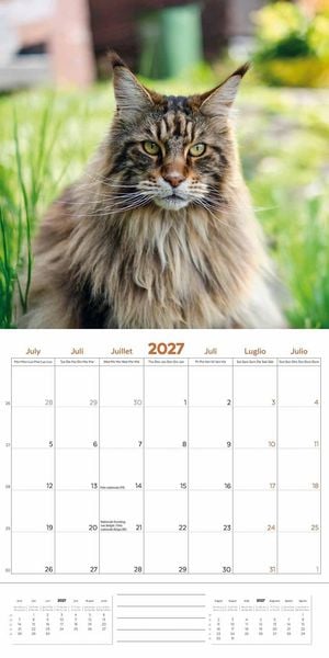 Produktbild: Maine Coon Cats &ndash; Main Coon Katzen 2027 &ndash; 18-Monatskalender &ndash; Original Plenty Gifts-Kalender [Mehrsprachig] [Kalender]