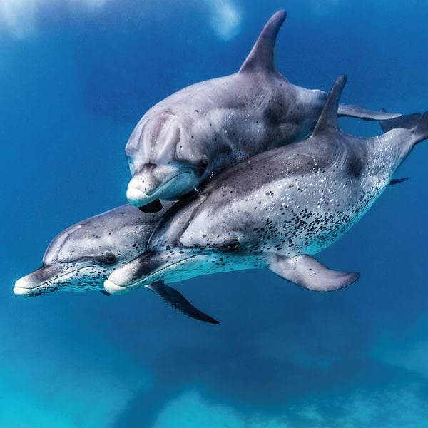 Produktbild: Dolphins/Delfine 2024