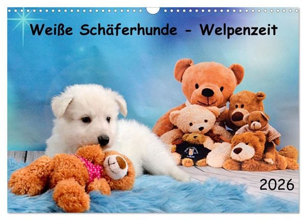 Weiße Schäferhunde - Welpenzeit (Wandkalender 2026 DIN A3 quer), CALVENDO Monatskalender