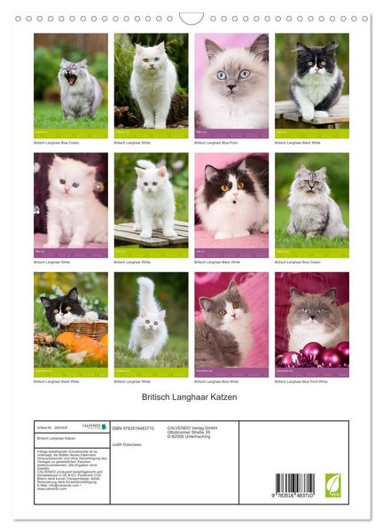 Produktbild: Britisch Langhaar Katzen (Wandkalender 2026 DIN A3 hoch), CALVENDO Monatskalender