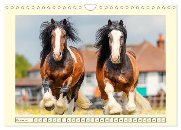 Produktbild: Shire Horse Momente. Masse und Kraft in Bewegung (Wandkalender 2027 DIN A4 quer), CALVENDO Monatskalender