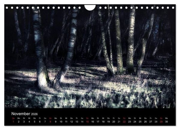 Produktbild: Mystische W&auml;lder (Wandkalender 2026 DIN A4 quer), CALVENDO Monatskalender