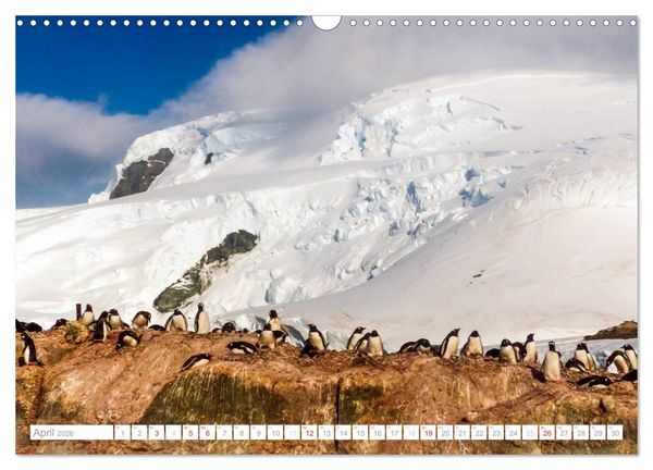 Produktbild: Antarktis - Das Reich der Pinguine (Wandkalender 2026 DIN A3 quer), CALVENDO Monatskalender